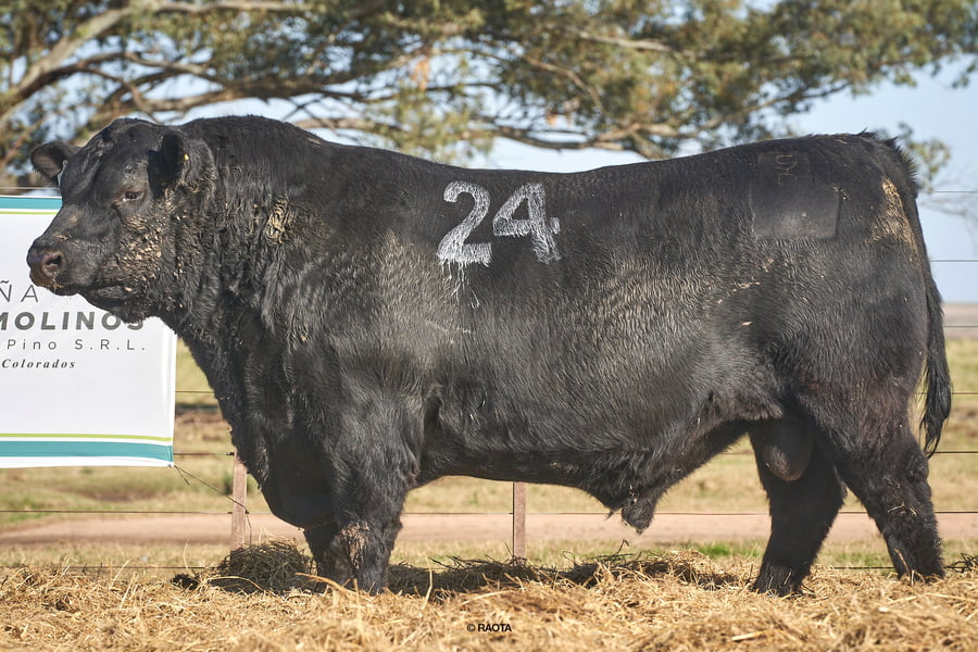 Lote Toros PC Cabaña Tres Molinos