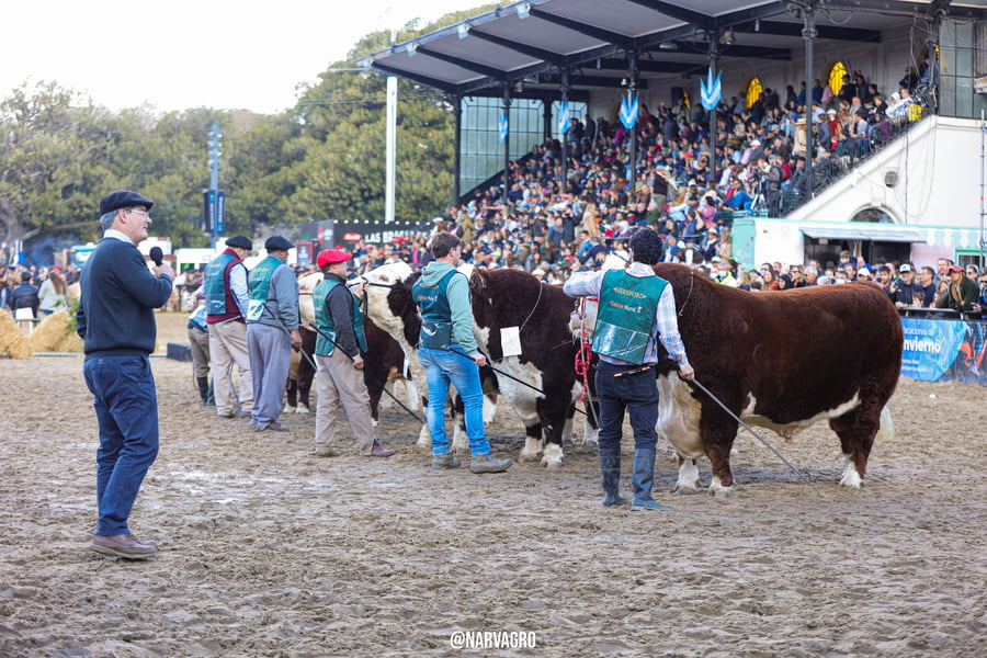 Lote Toro PP - Campeón Senior Palermo y Otoño 2022