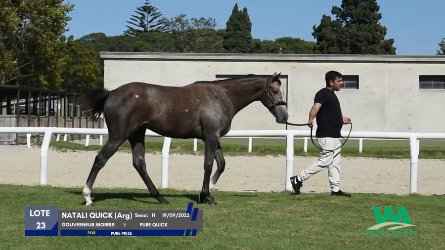Lote NATALI QUICK (Arg)