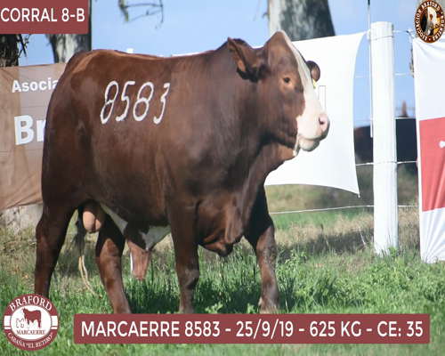 Lote Toro Braford Cabaña El Retiro