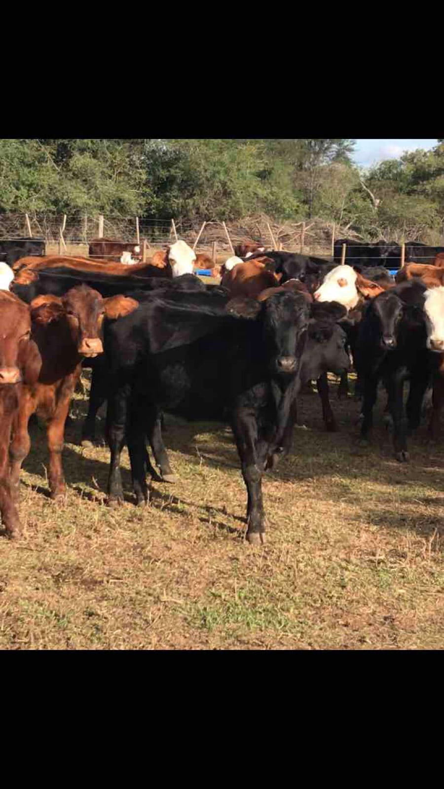 Lote 120 Terneros/as en Gral. Lucio V. Mansilla, Formosa