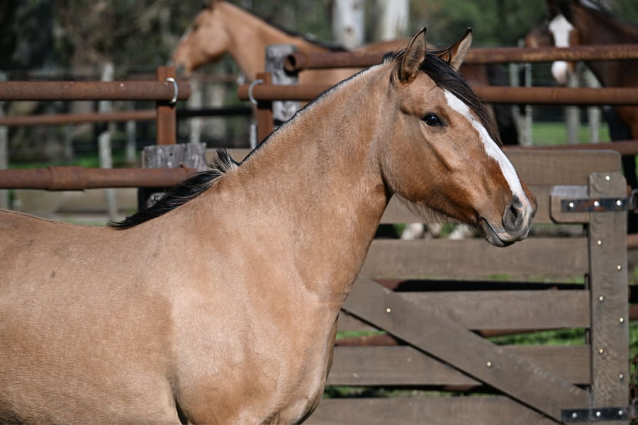Lote RAIGUELEN ANGELA