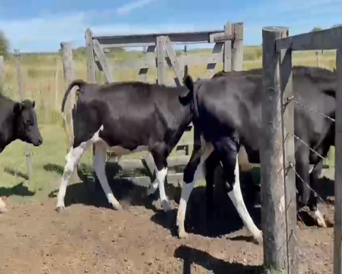 Lote (Vendido)13 Terneros HOLANDO Y CRUZA a remate en 2da Pantalla ENTRE MARTILLOS 225kg -  en MUNDO AZUL