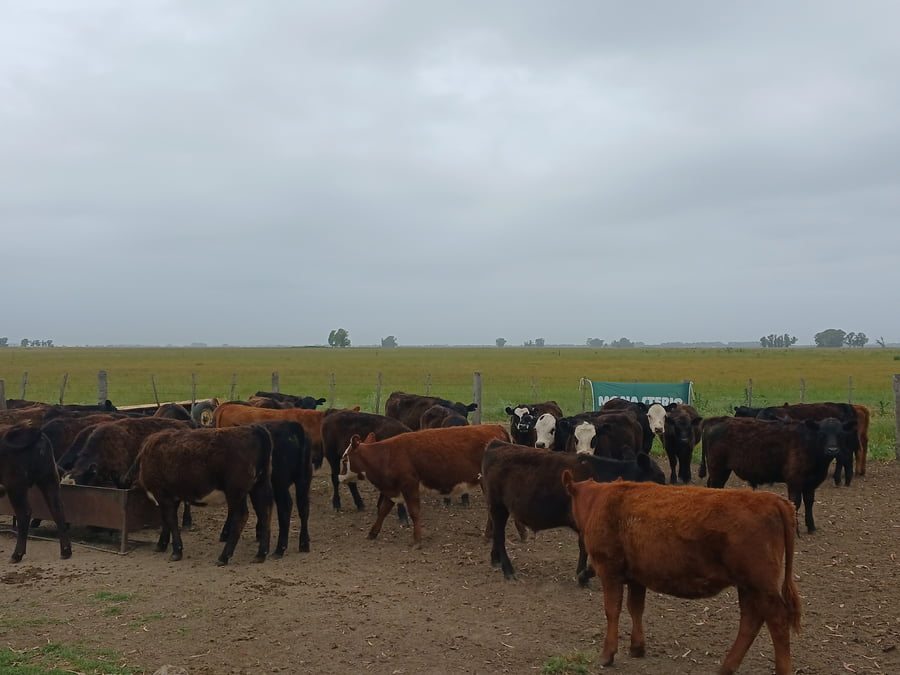 Lote 50 Terneros/as en Rauch