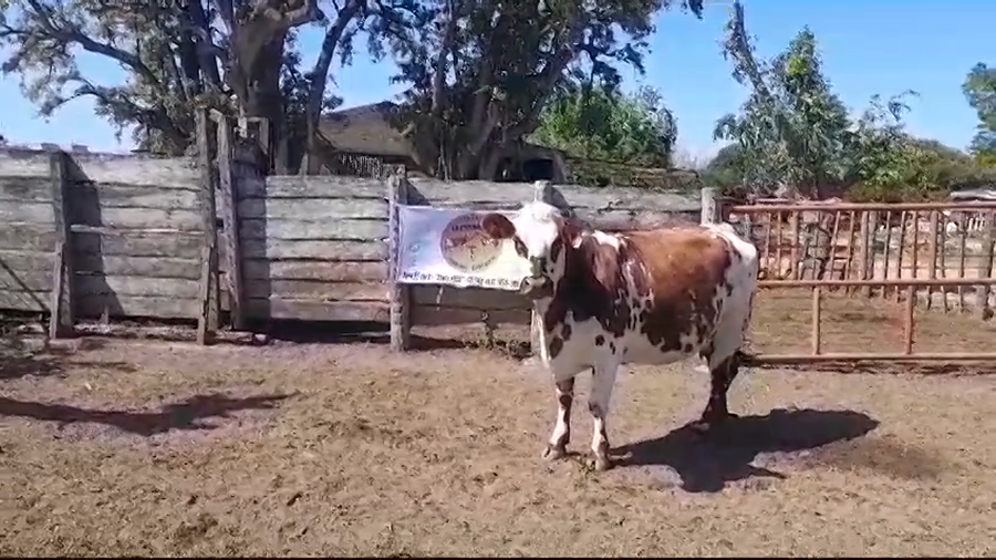 Lote PIEZA DE CRIA PI