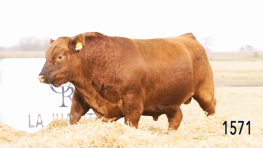 Lote Toro