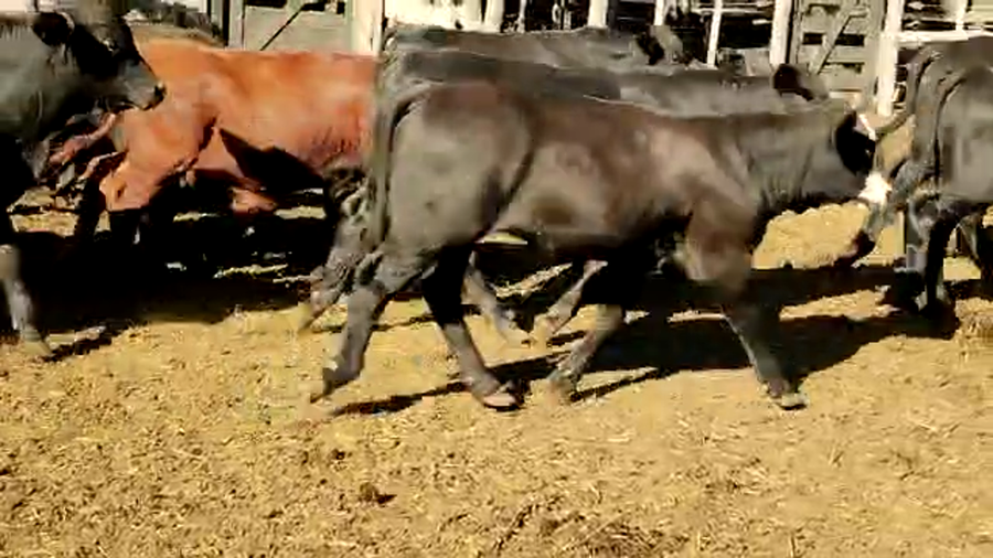 Lote 85 Terneras en Sachayoj, Santiago del Estero