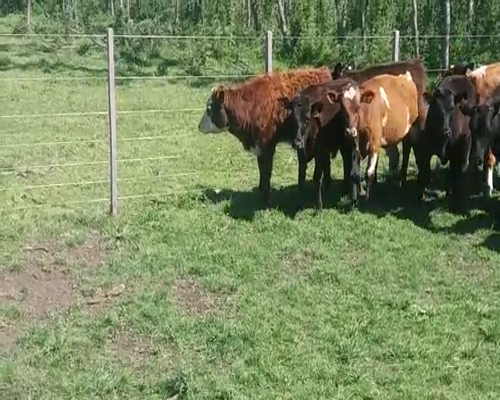 Lote (Vendido)11 Terneros CRUZAS 175kg -  en COSTAS DEL ROSARIO