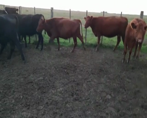 Lote 36 Vacas Vacias de 360/380 Kgs en Cronel Pringles