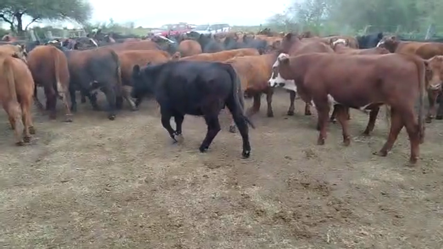 Lote 104 Novillos en Diamante, Entre Ríos