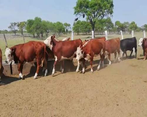 Lote 26 Novillitos en Federal, Entre Ríos