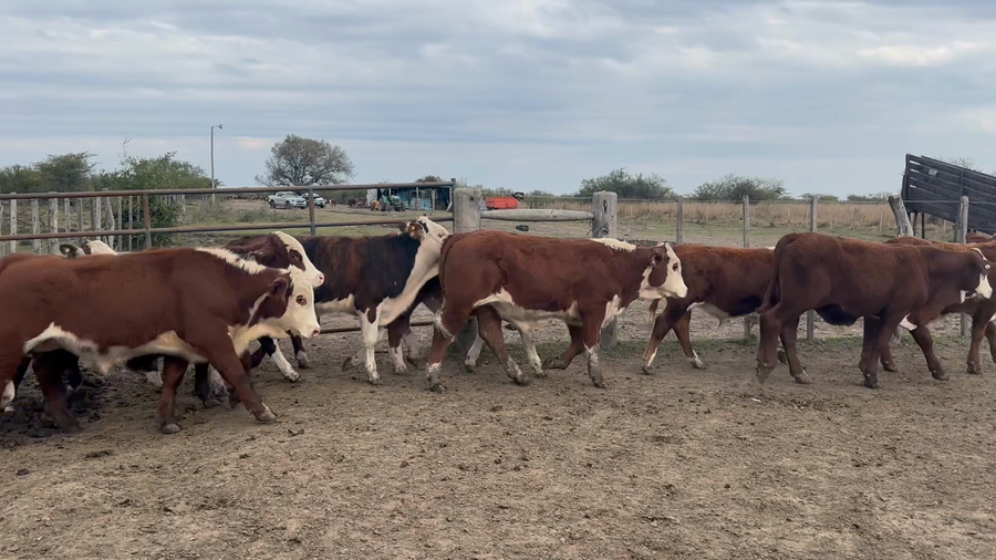 Lote 106 Terneros