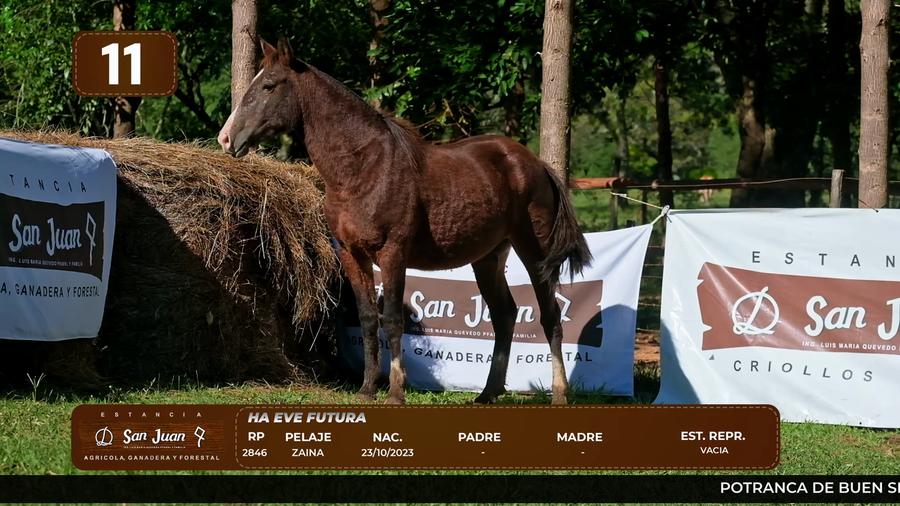 Lote LOTE 11
