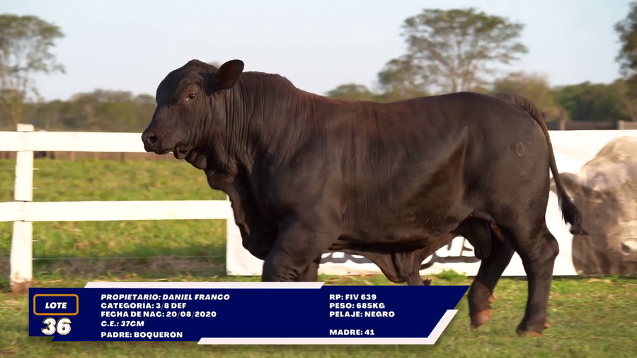 Lote LOTE 36