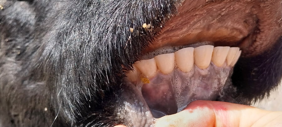 Lote 45 Vacas Nuevas PÑ en Huanguelen