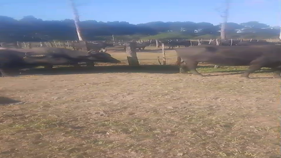 Lote 23 Vacas preñadas