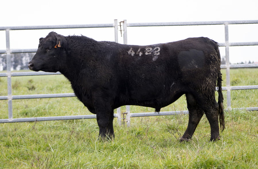 Lote ABERDEEN ANGUS SA - Angus NEGROS