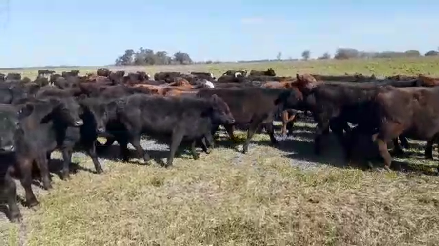 Lote 200 Terneros/as en Coronel Vidal, Buenos Aires