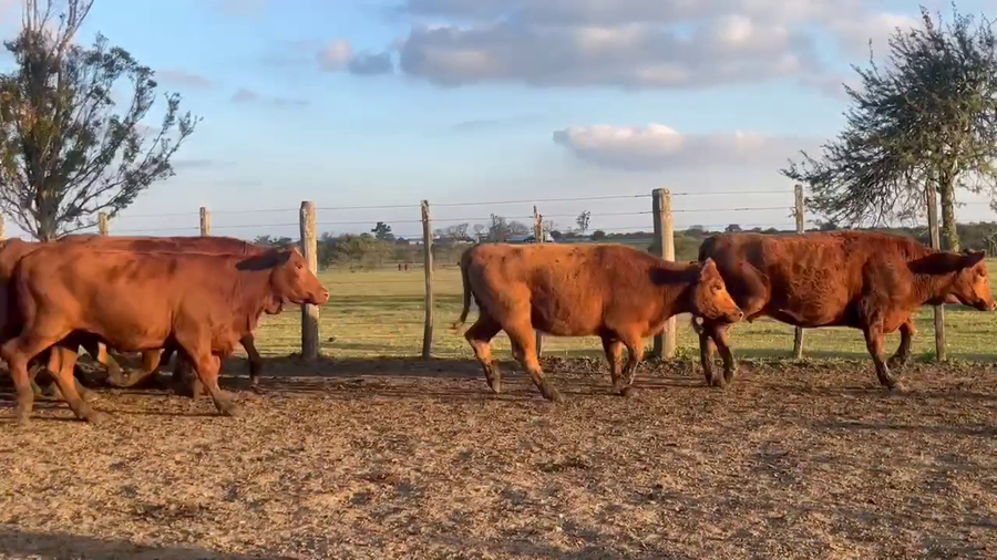 Lote 25 Vaquillonas preñadas en Corrientes, Curuzú-Cuatiá