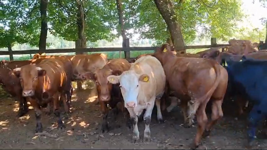 Lote 29 Novillo Engorda en Gorbea, IX Región Araucanía