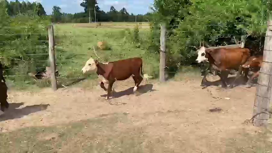 Lote 60 Terneros/as en Corrientes, Saladas