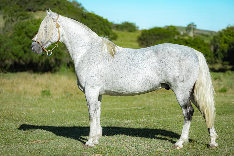 Lote Pora Alcornoque