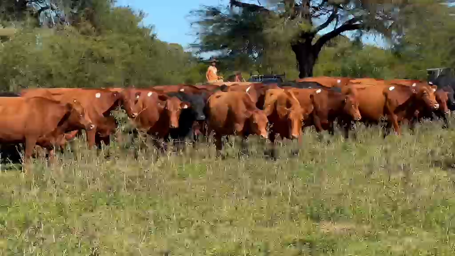 Lote 50 Vacas nuevas Preñadas
