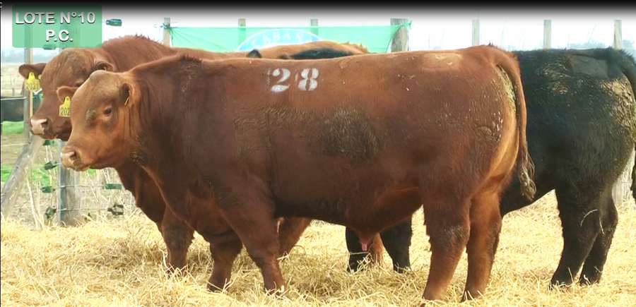 Lote TOROS PUROS CONTROLADOS