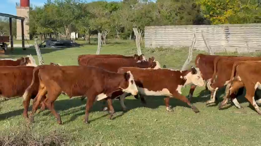 Lote 81 Terneras en Corrientes, Monte Caseros