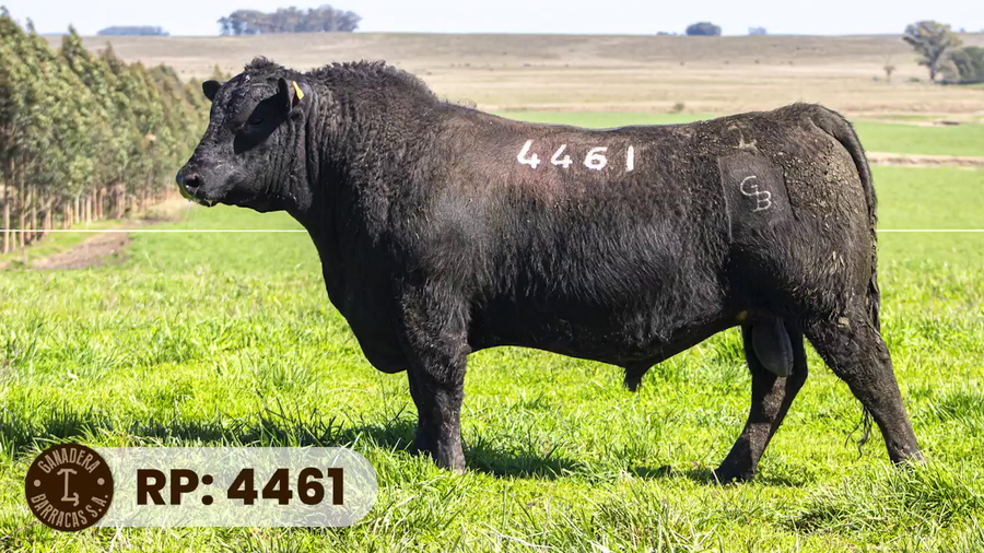 Lote RP 4461
