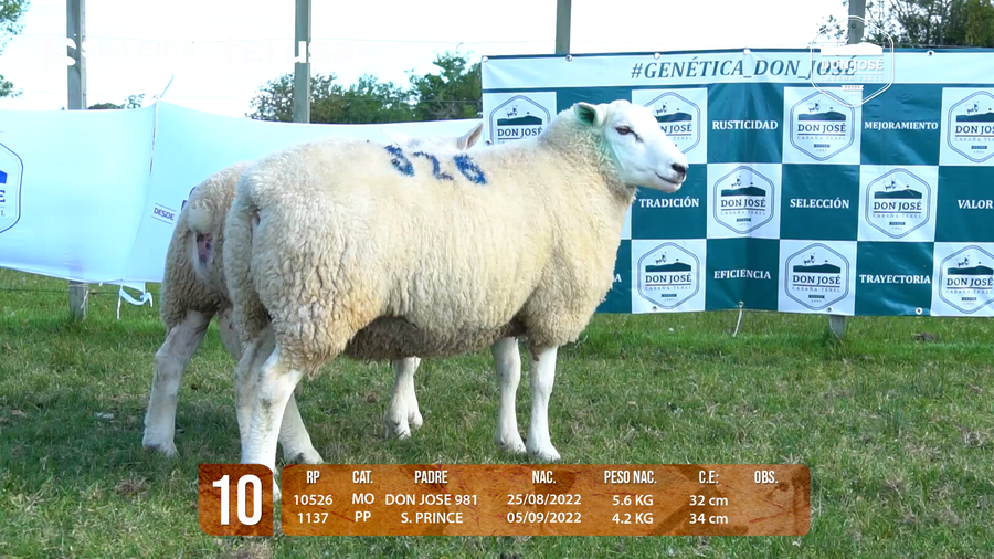Lote LOTE 10 MACHO
