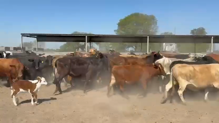 Lote 110 Vacas de invernar en Chaco, Laguna Blanca