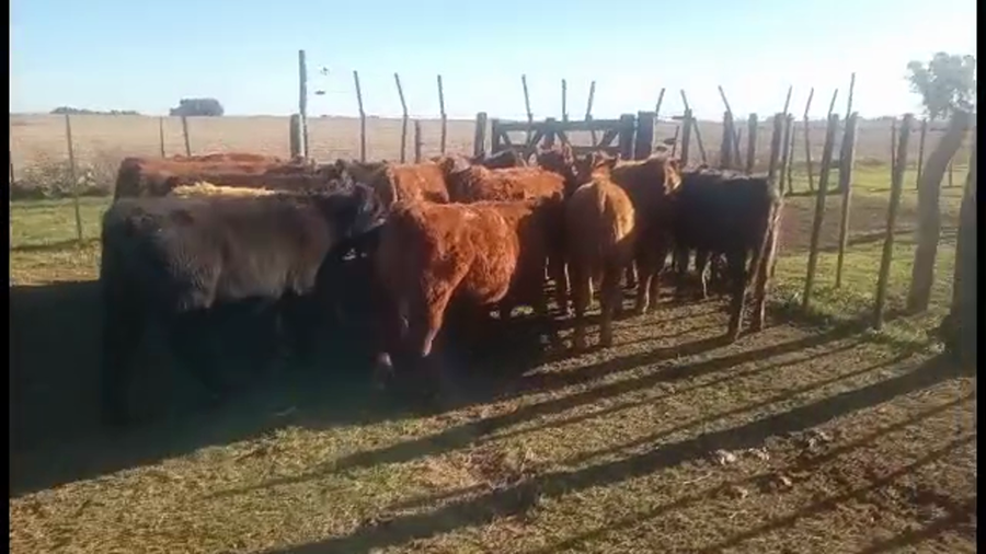 Lote 24 Terneros/as en Buenos Aires, Alberti