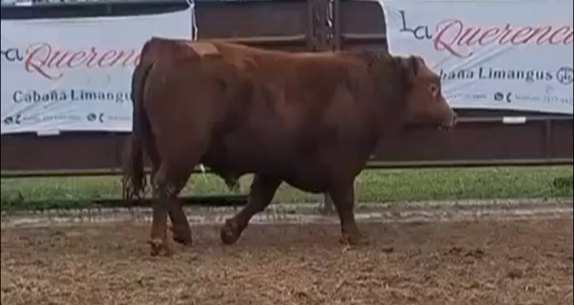 Lote TOROS LIMANGUS "LA QUERENCIA"