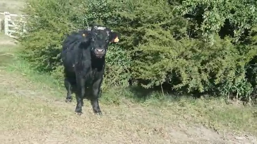 Lote Toros CRUZA a remate en 4to remate ENTRE MARTILLOS 360kg -  en CERRO