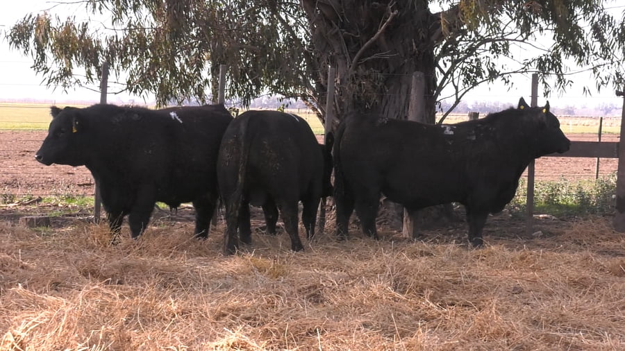 Lote TOROS PUROS POR CRUZA 