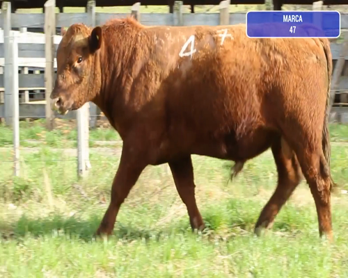 Lote 1 Toro en Coyhaique, XI Región Aysén