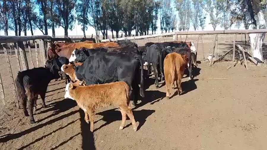 Lote 13 Vacas medio uso C/ cria en Bahía Blanca, Buenos Aires