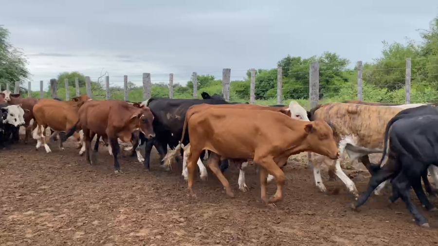 Lote 300 Novillitos en Estanislao Del Campo, Formosa