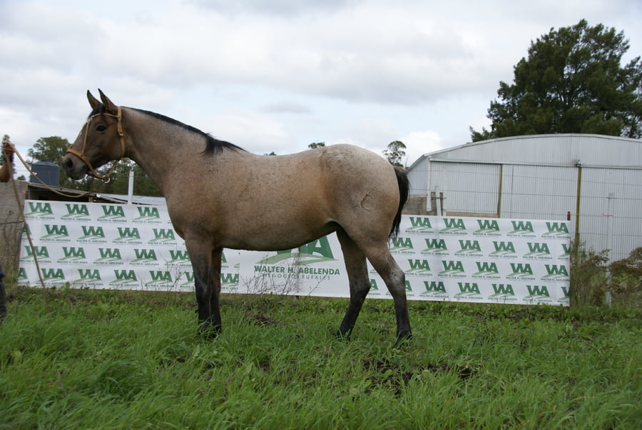 Lote JIG BANDIDA DE STA LUCIA