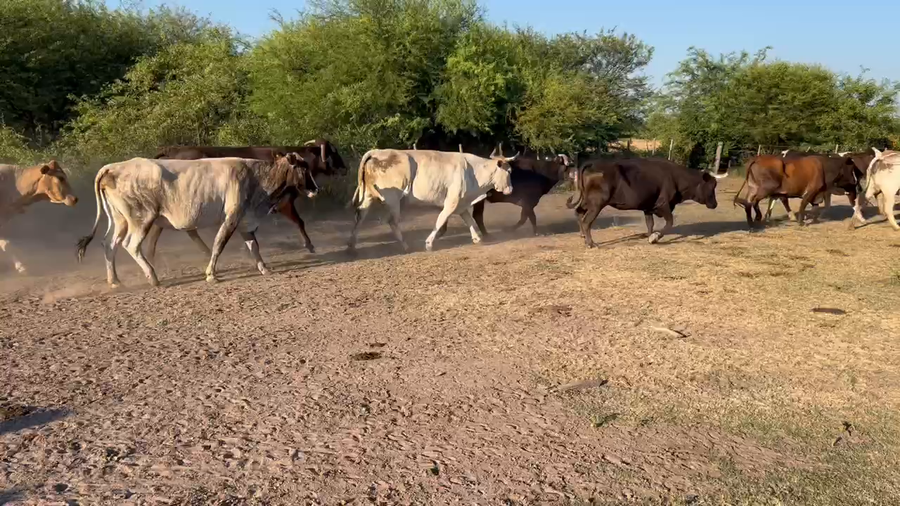 Lote 46 Vacas de invernar en Juan José Castelli, Chaco