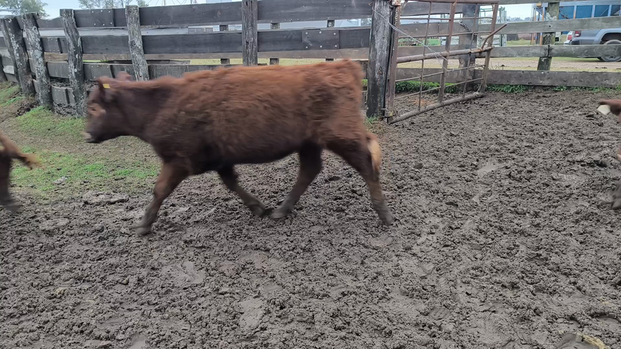 Lote 60 Terneras en Entre Ríos, Gualeguaychú