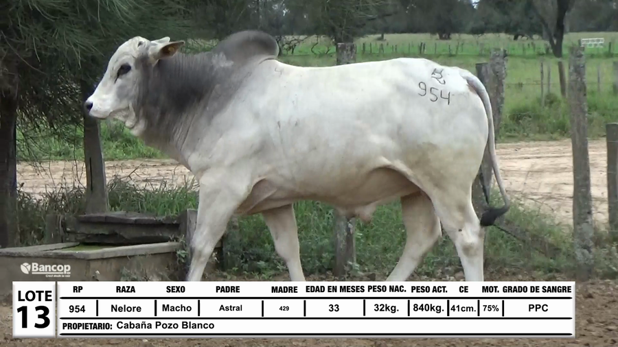 Lote Lote 13