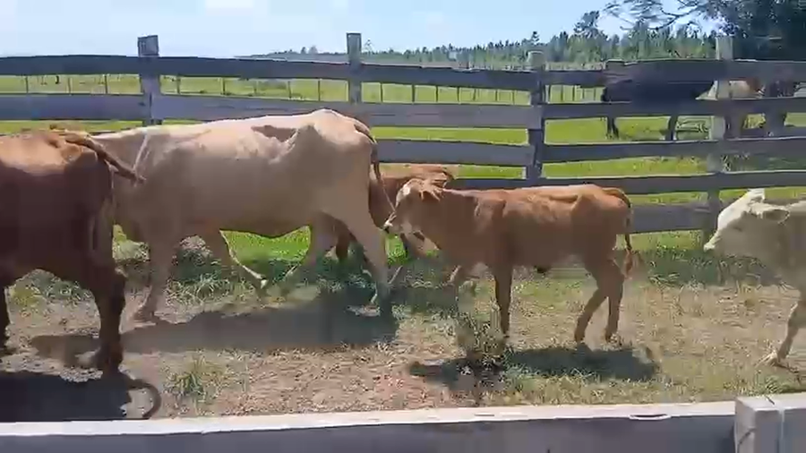 Lote 75 Vacas nuevas C/ cria