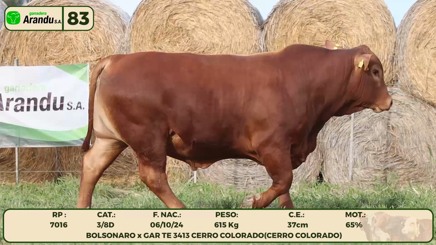 Lote LOTE 83