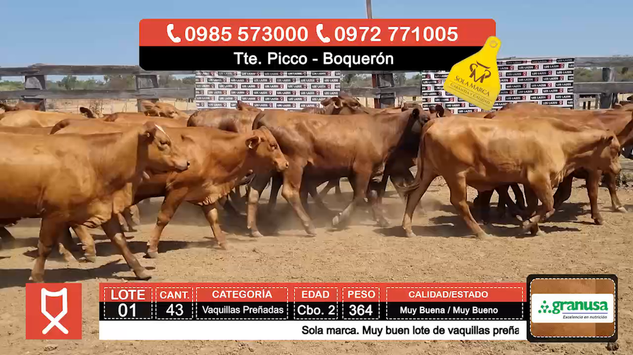 Lote (Vendido)43 Vaquillas Preñadas  a remate en Feria especial de Vaquillas Preñadas 364kg - , Boquerón