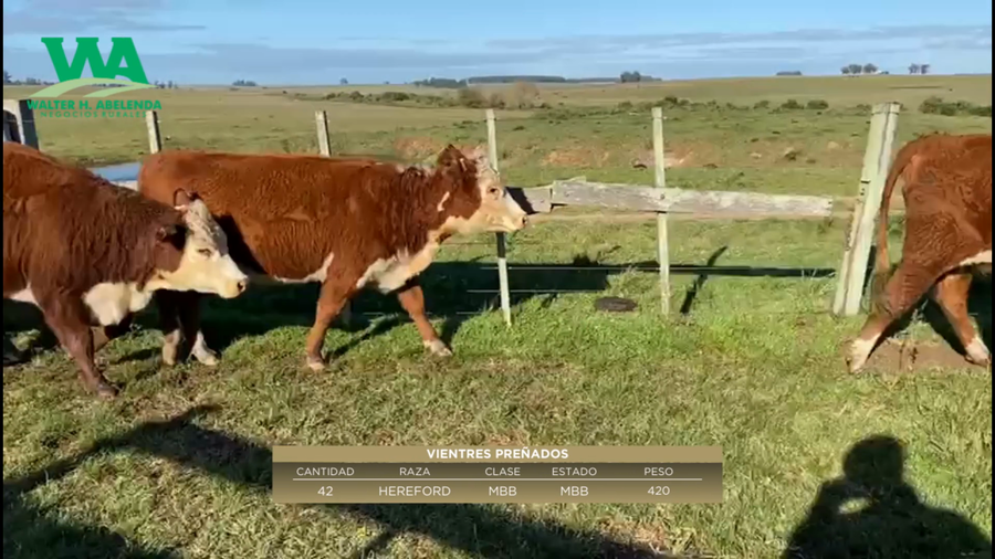 Lote Vientres Preñados