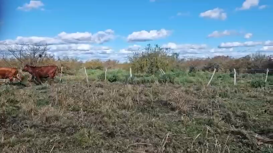 Lote 200 Vacas nuevas C/ cria en Entre Ríos, San Jaime
