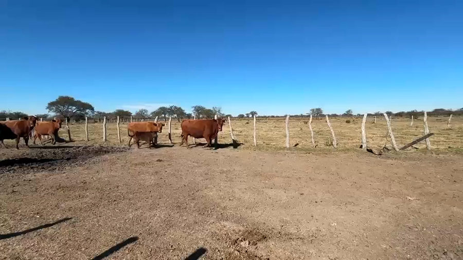 Lote 50 VACAS NUEVAS Y MEDIO USO CON CRÍA