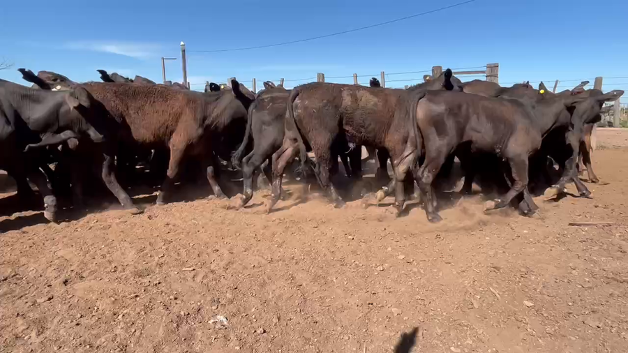 Lote 120 Terneros en Gral. San Martín, Chaco